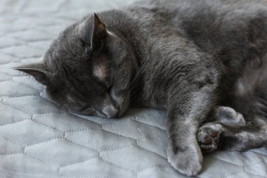 Evdeki yatakta yatan sarı gözlü güzel gri kedi.