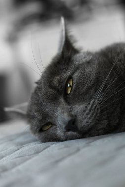 Evdeki yatakta yatan sarı gözlü güzel gri kedi.