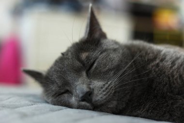 Evdeki yatakta yatan sarı gözlü güzel gri kedi.