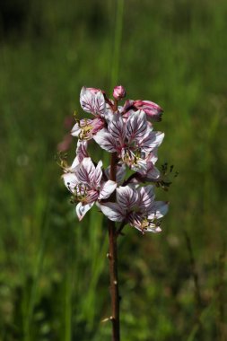 Çayırdaki pembe ve beyaz Dictamnus albus çiçeğinin yakın çekimi