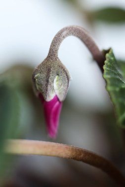 Güzel botanik bir siklamen persicum, doğal duvar kağıdı.