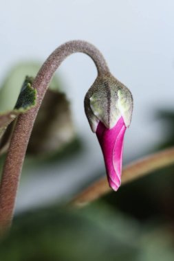 Güzel botanik bir siklamen persicum, doğal duvar kağıdı.