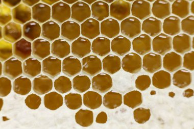 Bir bal peteğinin fotoğrafını kapat