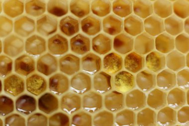 Bir bal peteğinin fotoğrafını kapat