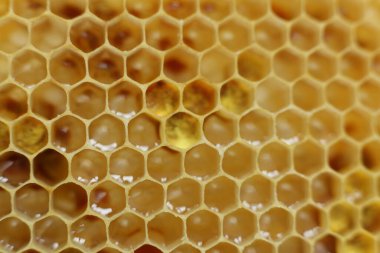 Bir bal peteğinin fotoğrafını kapat