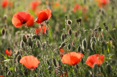 Papaver rhoeas, bilinen adıyla haşhaş, mısır haşhaşı, mısır gülü, tarla gelinciği, Flanders gelinciği ve kırmızı haşhaş.
