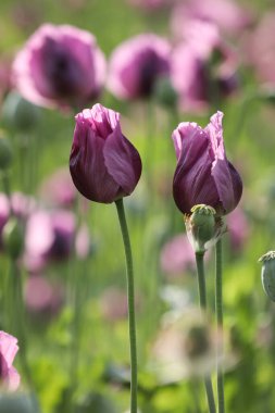 Papaver somniferum 'un bir bahar tarlası, genellikle afyon haşhaşı ya da ekmek tohumu haşhaşı olarak bilinir.