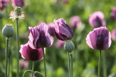 Papaver somniferum 'un bir bahar tarlası, genellikle afyon haşhaşı ya da ekmek tohumu haşhaşı olarak bilinir.