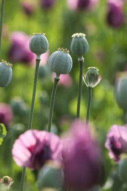 Papaver somniferum 'un bir bahar tarlası, genellikle afyon haşhaşı ya da ekmek tohumu haşhaşı olarak bilinir.