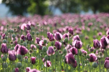  Papaver somniferum 'un bir bahar tarlası, genellikle afyon haşhaşı ya da ekmek tohumu haşhaşı olarak bilinir.