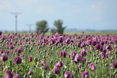  Papaver somniferum 'un bir bahar tarlası, genellikle afyon haşhaşı ya da ekmek tohumu haşhaşı olarak bilinir.
