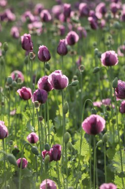  Papaver somniferum 'un bir bahar tarlası, genellikle afyon haşhaşı ya da ekmek tohumu haşhaşı olarak bilinir.