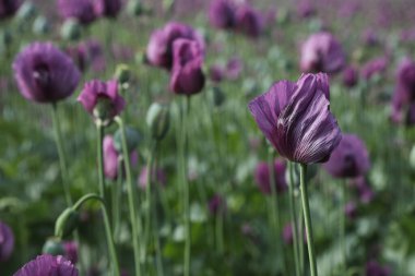 Papaver somniferum 'un bir bahar tarlası, genellikle afyon haşhaşı ya da ekmek tohumu haşhaşı olarak bilinir.