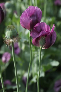 Papaver somniferum 'un bir bahar tarlası, genellikle afyon haşhaşı ya da ekmek tohumu haşhaşı olarak bilinir.
