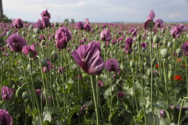  Papaver somniferum 'un bir bahar tarlası, genellikle afyon haşhaşı ya da ekmek tohumu haşhaşı olarak bilinir.