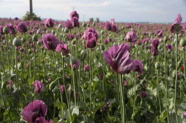  Papaver somniferum 'un bir bahar tarlası, genellikle afyon haşhaşı ya da ekmek tohumu haşhaşı olarak bilinir.
