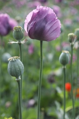 Papaver somniferum 'un bir bahar tarlası, genellikle afyon haşhaşı ya da ekmek tohumu haşhaşı olarak bilinir.