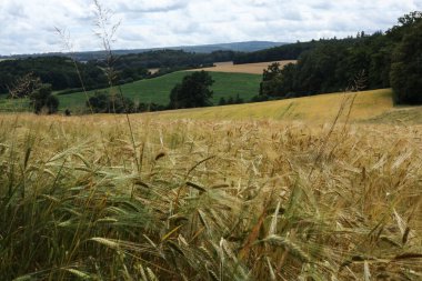 Bir buğday tarlası ile manzara