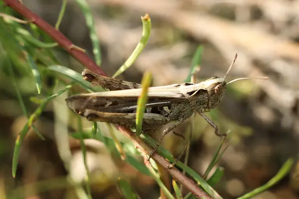 stock image Grasshopper on a branch of grass in the nature.