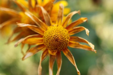 Tek bir Heliopsis Helianthoides 'in Yanan Kalpleri' nin kaba öküzü, sahte ayçiçeği