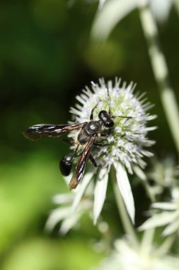 Isodontia on the flower of a Eryngium vulgare clipart