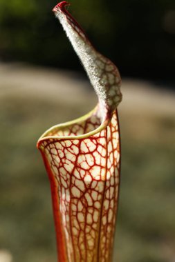 Sarracenia löcophylla, ayrıca kırmızı sürahi çiçeği olarak da bilinir, mor trompet yaprağı veya beyaz sürahi, etobur bitki