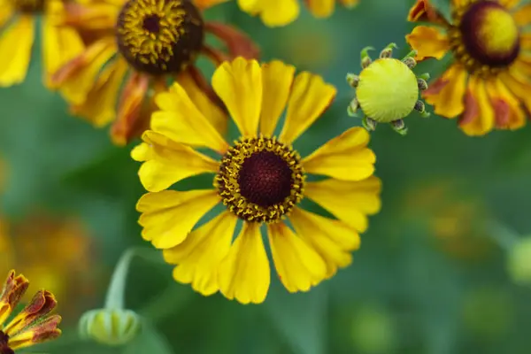 stock image Helenium autumnale, common sneezeweed flowers in the summer garden