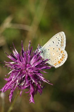 Polyommatus icarus, common blue butterfly male sitting on a flower clipart