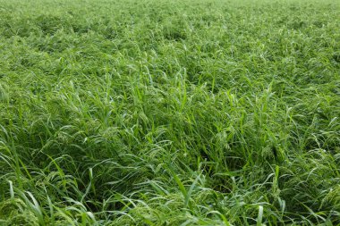 Close-up of green proso millet, broomcorn millet, common millet, hog millet, Kashfi millet, red millet, or white millet plant in the field clipart