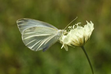 Pieris sutyen, büyük beyaz, lahanalı kelebek olarak da bilinir, lahana beyazı, lahana güvesi, ya da çiçekteki büyük lahana beyazı.