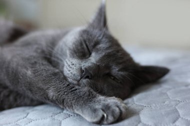 Evdeki kanepede uyuyan güzel gri kedi, yakın çekim manzarası.