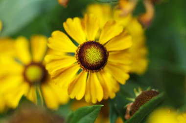 Güzel sarı Helenyum sonbaharı, yaz bahçesinde yaygın hapşırık otu çiçekleri. Seçici odaklanma. Sığ alan derinliği