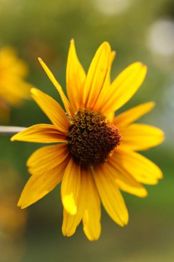 Tek bir Heliopsis Helianthoides 'in Yanan Kalpleri' nin kaba öküzü, sahte ayçiçeği