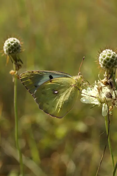 stock image beautiful Colias erate, commonly known as the eastern pale clouded yellow butterfly on a flower