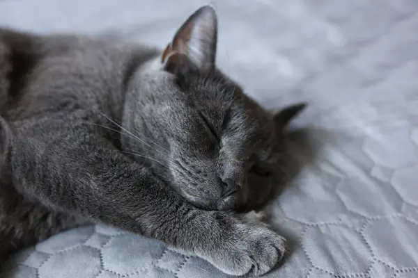 stock image Beautiful gray cat sleeping on sofa at home, closeup view