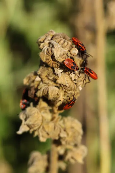 stock image A group of firebugs mating on a dry plant in the garden.