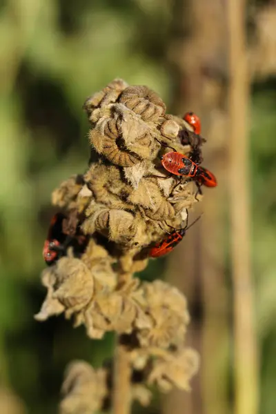 stock image A group of firebugs mating on a dry plant in the garden.