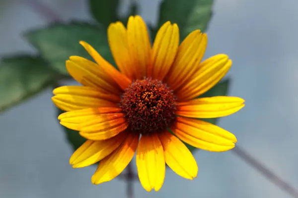 stock image a single Heliopsis helianthoides 'BURNING HEARTS' rough oxeye, false sunflower