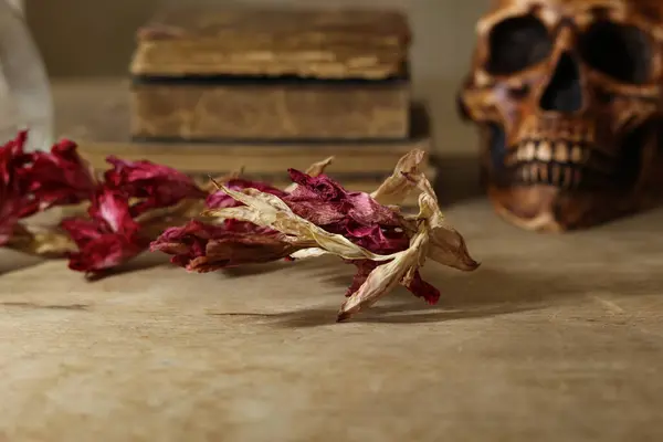 stock image halloween still life with human skull, pile of vintage books and dried red flowers