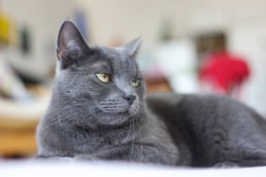 Portrait of a beautiful gray British cat lying on the bed. clipart