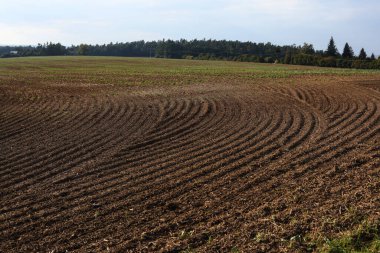 Tarlaları ve ormanları arka planda olan tarım arazisi.