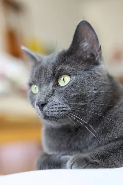 stock image Portrait of a beautiful gray British cat lying on the bed.