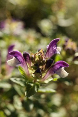 Scutellaria Alpina 'ya yakın bir yer, sonbahar bahçesindeki alp başlığı.