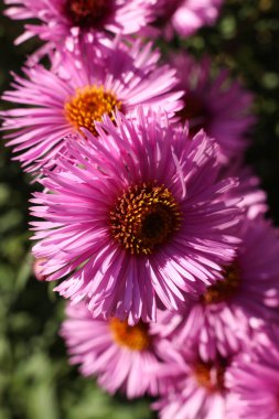 Pembe paskalya çiçeklerinin yakın fotoğrafını çek.