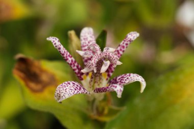 Mor ve beyaz bir Tricyrtis Hiro 'nun yakın plan fotoğrafı. Bahçedeki kurbağa zambağı ya da kıllı zambak çiçeği..