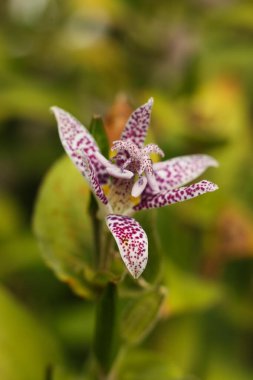Mor ve beyaz bir Tricyrtis Hiro 'nun yakın plan fotoğrafı. Bahçedeki kurbağa zambağı ya da kıllı zambak çiçeği..