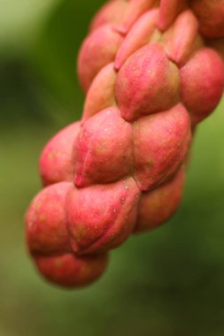 A closeup of the fruits of a magnolia soulangeana clipart