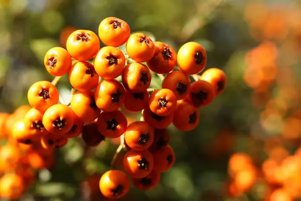 stock image Orange pyracantha firethorn berries on a branch in autumn. Selective focus