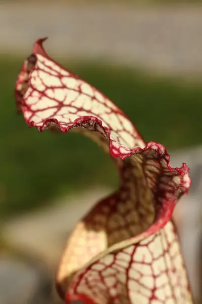 Stock image Sarracenia, carnivorous plant in the botanical garden