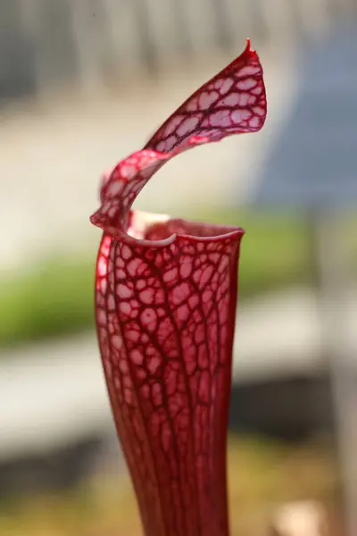 stock image Sarracenia, carnivorous plant in the botanical garden